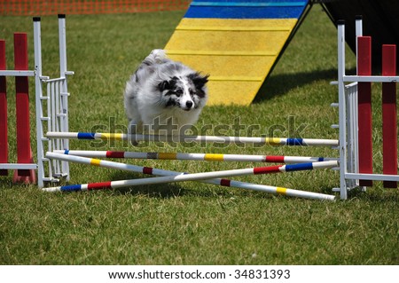 Australian Shepherd (Aussie) leaping over a double jump at dog agility trial, copy space, horizontal