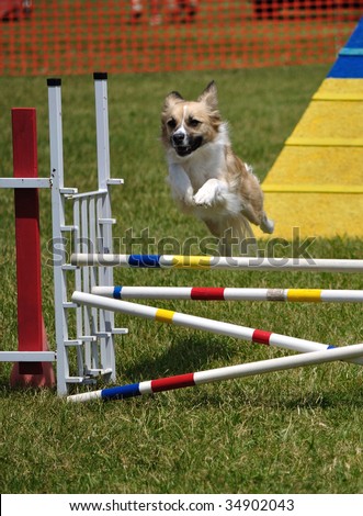 Mixed-breed dog leaping over a double jump at agility trial, copy space, vertical