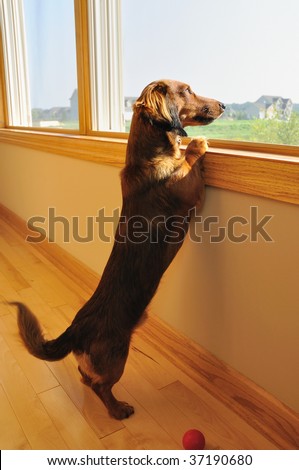 Long Haired Miniature Dachshund Looking out a Window with Blurred Wagging of Tail
