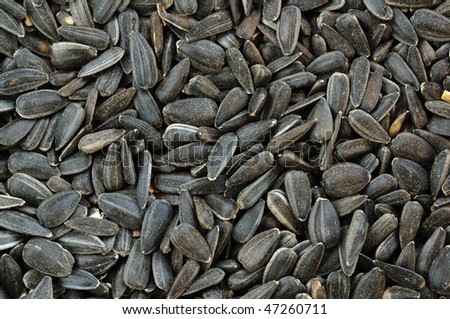 Black Oil Sunflower Seeds for a Background
