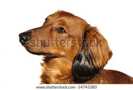 long haired dachshund black and brown. Red Long-Haired Dachshund