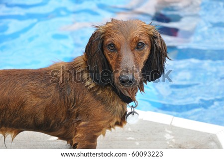 long haired dachshund pictures. Red Long-Haired Dachshund