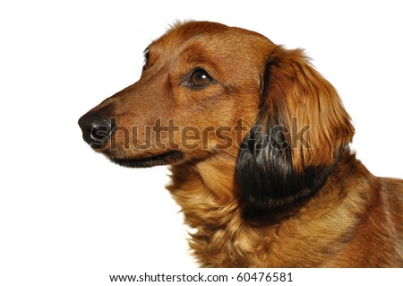 long haired dachshund mix. Red Long-Haired Dachshund