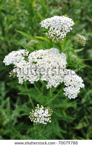 White Yarrow  (Achillea millefolium) a Native Wildflower