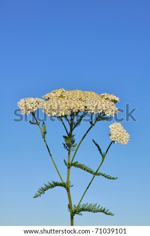 White Yarrow  (Achillea millefolium) a Native Wildflower Against a Blue Sky