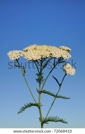 White Yarrow  (Achillea millefolium) a Native Wildflower Against a Blue Sky