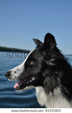 Profile of Black and White Dog (Australian Shepherd and Border Collie Mix)