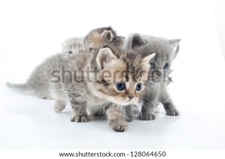 Studio shot of group of little kittens isolated over white.
