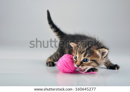 Little kitten playing with a woolball . Studio shot.