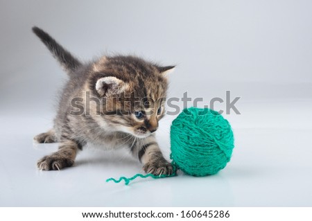 Little kitten playing with a woolball . Studio shot.