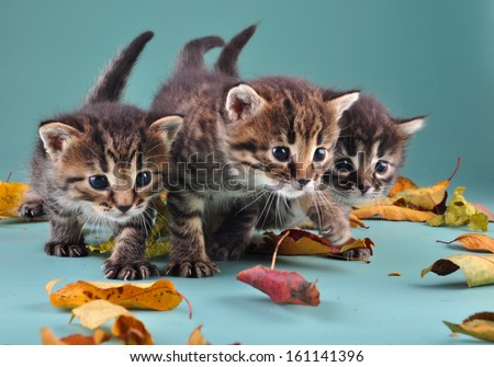 Autumn group portrait of small kittens in fallen dry leaves . Studio shot.