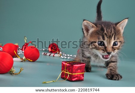 Christmas group portrait of little kitten with holiday decorations