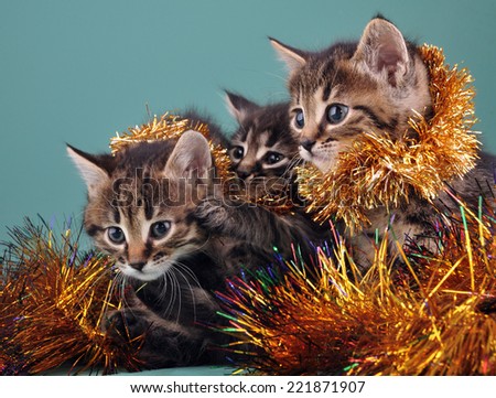 Christmas group portrait of little kittens with holiday decorations
