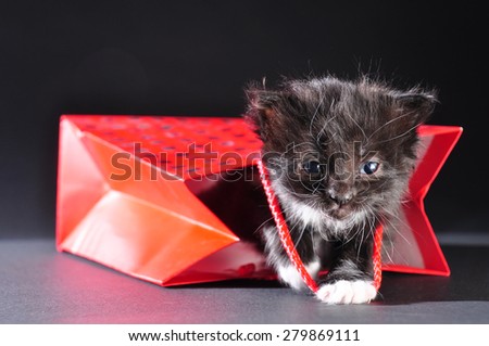 Small black and white kitten with white fluffy whiskers black kitten walking out of red gift bag. Isolated on dark background. Studio shot.