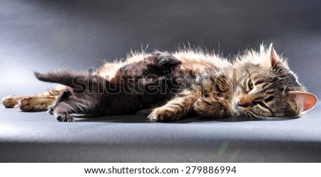 indoor family group portrait of kittens with mother cat