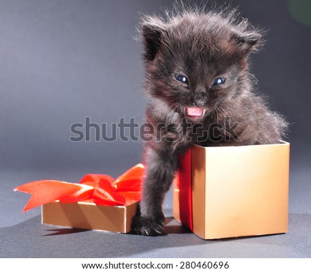 Small black kitten in present gist box. Isolated on dark background. Studio shot.