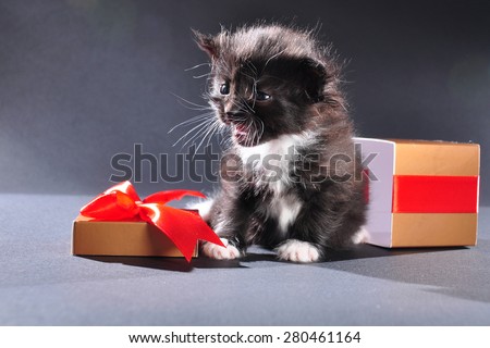 Small black and white kitten with white fluffy whiskers just came out of present box. Isolated on dark background. Studio shot.