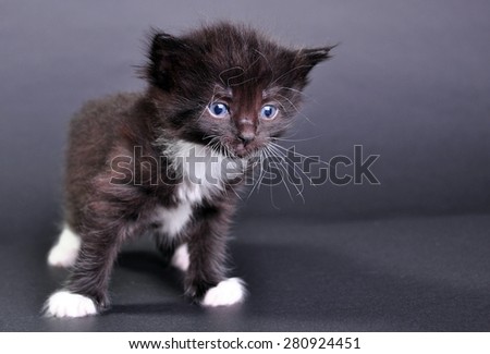 Small black and white cat with white fluffy whiskers meowing. Isolated on dark background. Studio shot.