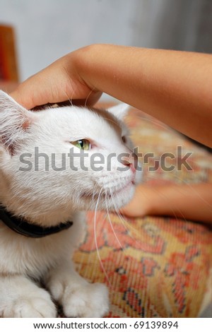 tender touch of a kid\'s hand to a white cat\'s head