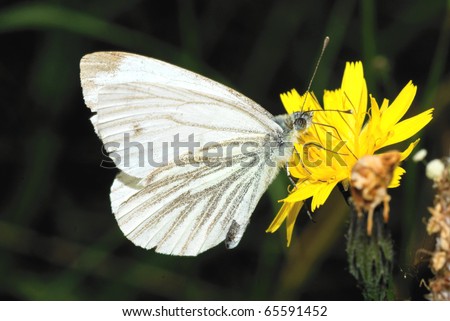 A Green Veined White, pieris napi, butterfly drinking nectar from a yellow flower on a sunny day