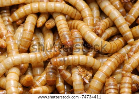A group of meal-worms larva of the flour beetle,tenebrio molitor,used as food for reptiles or wild birds.Also used by fishermen as a bait.