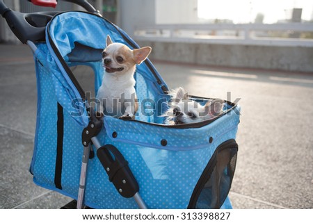 The dog in a Cart.