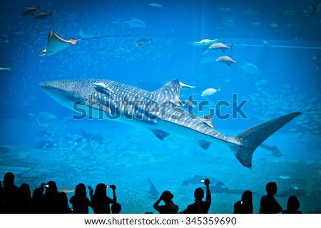 The famous aquarium in Okinawa. Whale sharks lives in one of the biggest water tank in the world. Tourists is quite small compared with the huge glass, and be showing as the shadow in the background.