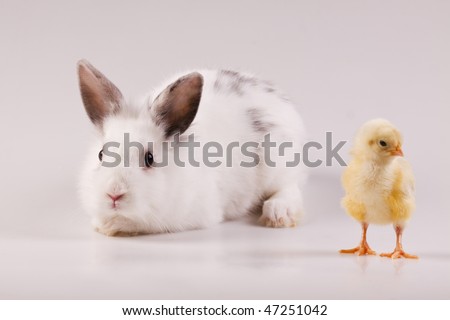 Rabbit and chicken