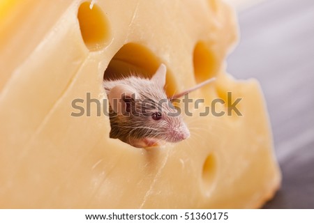 Mouse vs. cheese