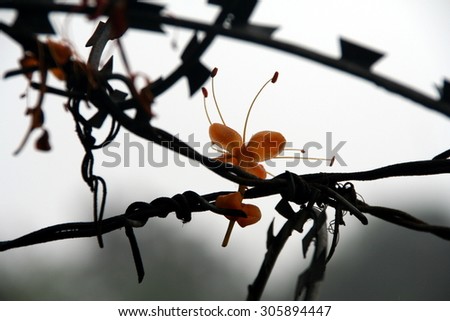Flowers in barbed wire