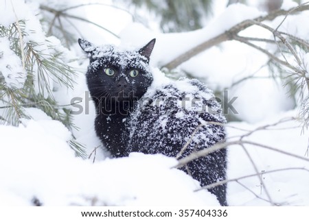 Winter cat