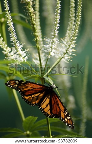 Monarch butterfly resting on white flower with green background.