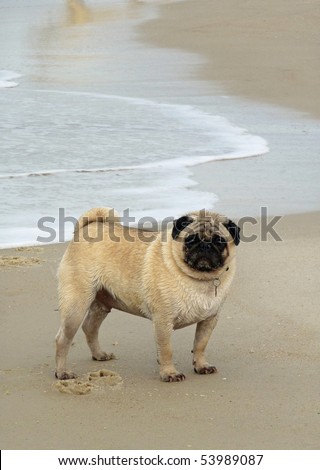 Suicide rates do rise throughout the teen years, but they plateau at about ... stock photo adult pug standing on beach with waves rolling in behind him 53989087 Suicide rates do rise throughout the teen years, but they plateau at about ...