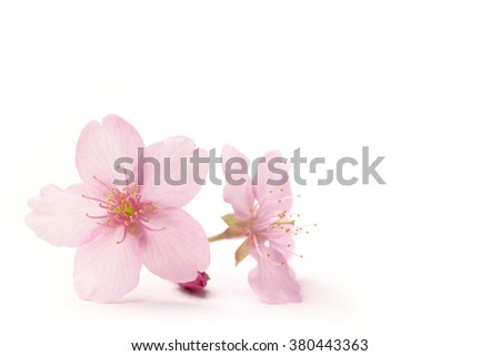 Japanese cherry blossom flowers in the white