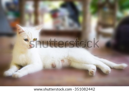 White Cat Eye Color