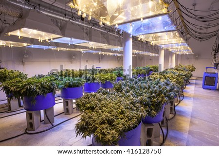 Commercial Cannabis Grow