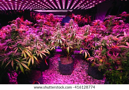 LED Marijuana Grow