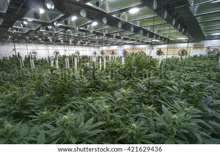 Large marijuana grow operation, commercial Cannabis business