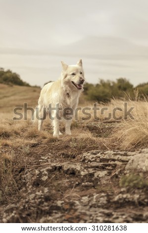 Herding dog standing on top of the hill (Mudi - Canis lupus familiaris)