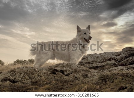 Herding dog standing on top of the hill (Mudi - Canis lupus familiaris)