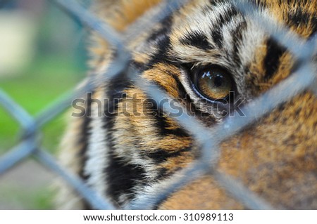 the eyes of little tiger look pass steel net baluster cage so alone with hope back to forest
