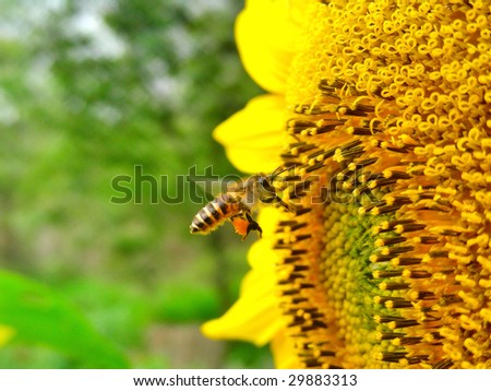bee fly to sunflower