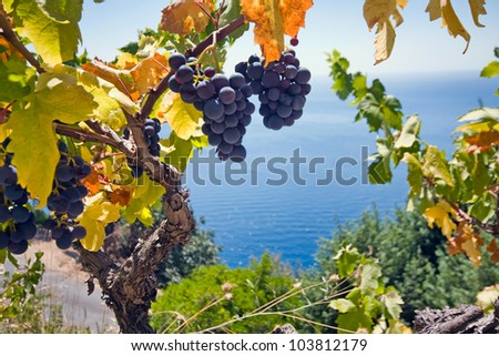 grape and sea