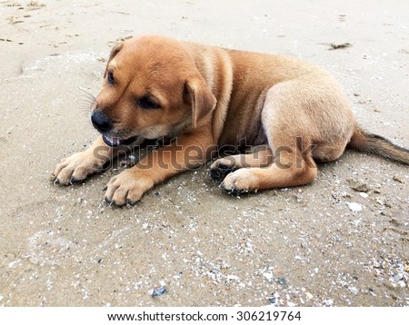 Dogs gnaw bones on the beach - soft focus