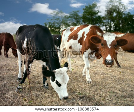 two cows grazing in the field