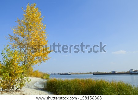 Yellow poplar on the banks of the river