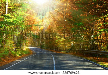 Asphalt road through the forest . A series of pictures of autumn road