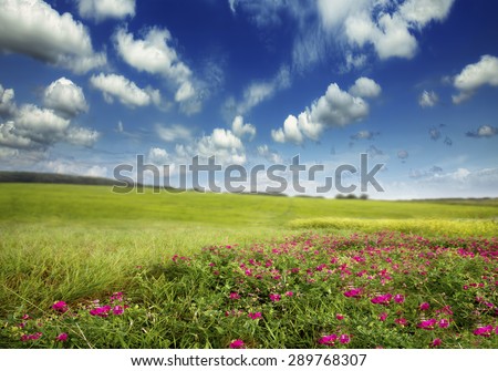 green meadow with sky and clouds and pink flowers