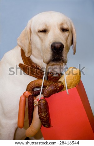 Dog with an appetizing set of sausages