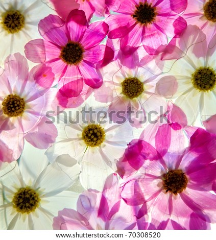 Close-up of primula flower against white background
